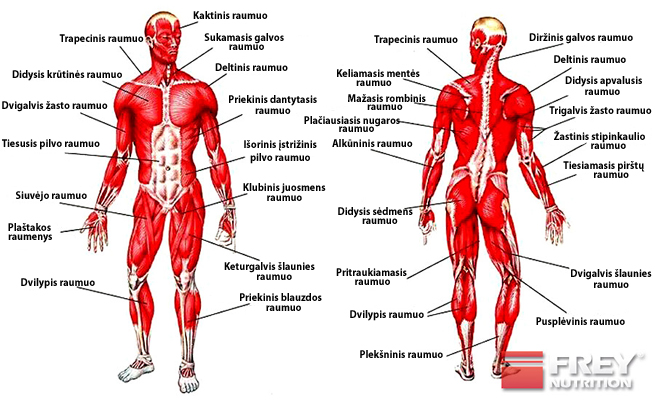 Zmogaus raumenys ir ju funkcijos